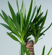 Yucca-Palme M