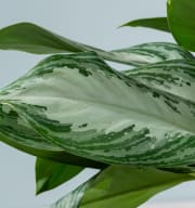 Aglaonema 'Silver Bay' M