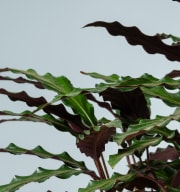 Calathea 'Wavestar'