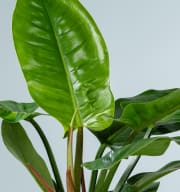 Philodendron 'Imperial Green' L