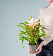 Guzmania 'Magical White'