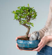 Zelkove Bonsai 'Landscape'