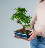 Funkientee Bonsai 'Traditional' M