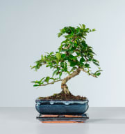 Funkientee Bonsai 'Traditional' M