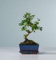 Funkientee Bonsai 'Traditional' S