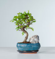 Zelkove Bonsai 'Landscape'