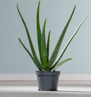 BIO Aloe 'Vera'