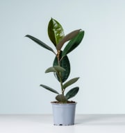 Ficus 'Elastica Decora' - plastikfrei