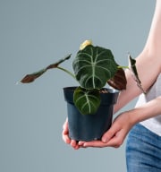 Alocasia 'Black Velvet' - plastikfrei