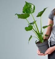 Alocasia 'Cucullata' L