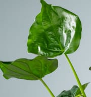 Alocasia 'Cucullata' L