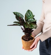 Calathea 'Sanderiana' - plastikfrei