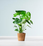 Monstera 'Taurii' - plastikfrei