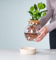 Waterplant Balsamapfel 'Rosea' im Glas mit LED und Korkdeckel