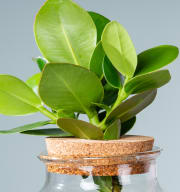 Waterplant Balsamapfel 'Rosea' im Glas