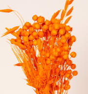 Trockenblumenbund Orange