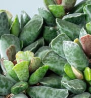 Adromischus cooperi L