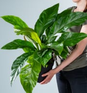 Aglaonema 'Silver Bay' L