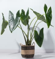 Alocasia 'Zebrina' L