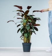 Calathea 'Green Flag' L