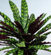 Calathea 'Oppenheimiana' L