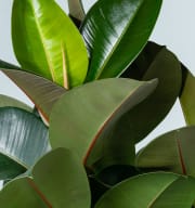 Ficus 'Robusta' XL