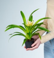 Guzmania 'Evelien'