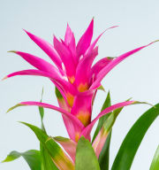 Guzmania 'Suerte Cerise'