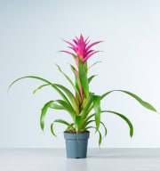 Guzmania 'Suerte Cerise'