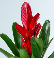Vriesea 'Intenso Red'