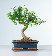 Zelkove Bonsai 'Traditional' L