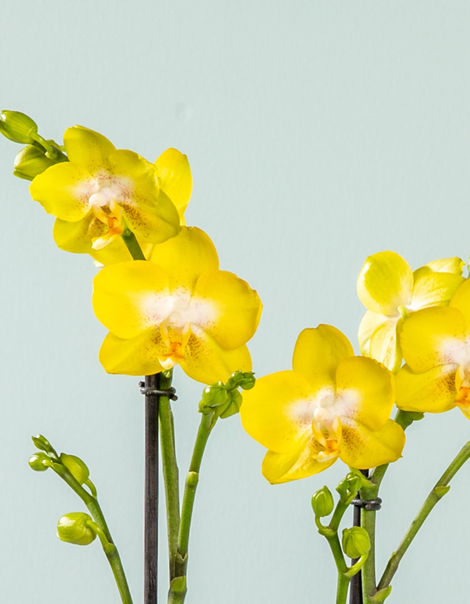 Orchidee