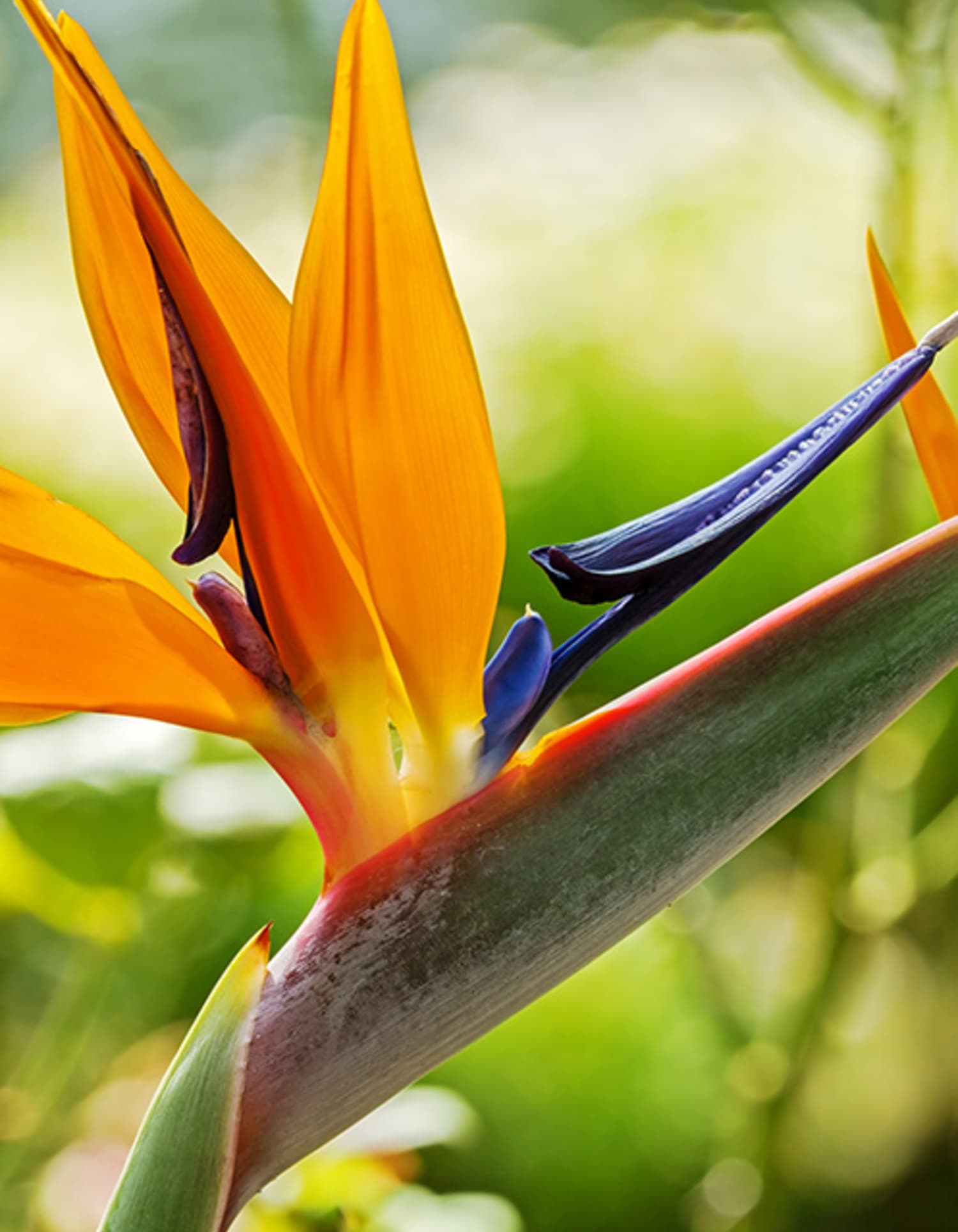 Orange Blumen