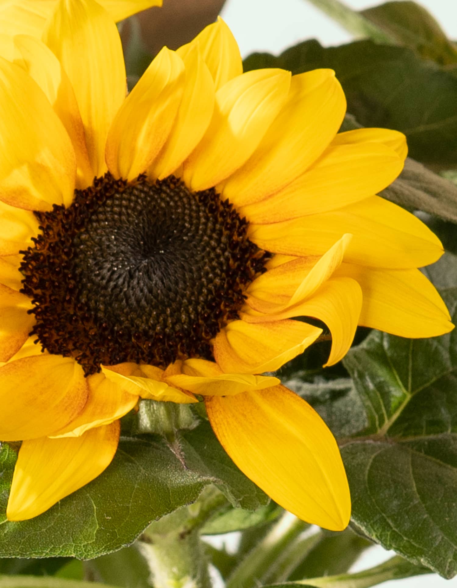 Gelbe Blumen