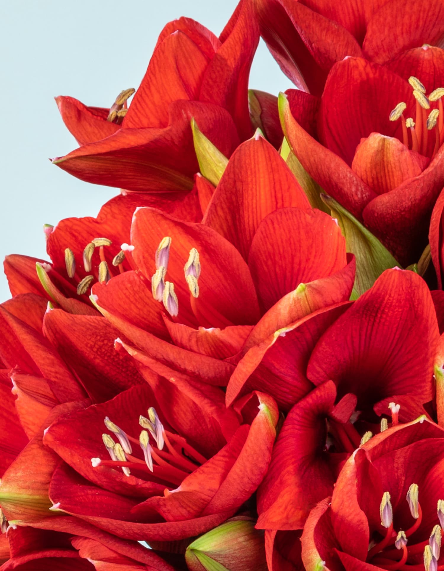 Rote Blumen