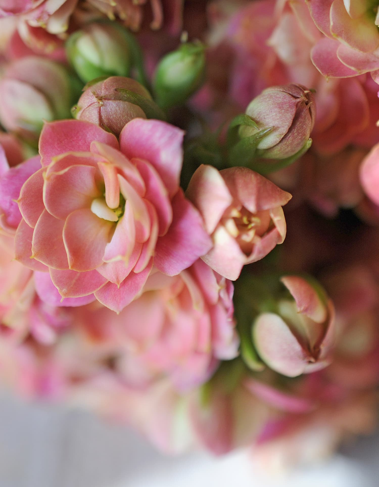 Rosa Blumen