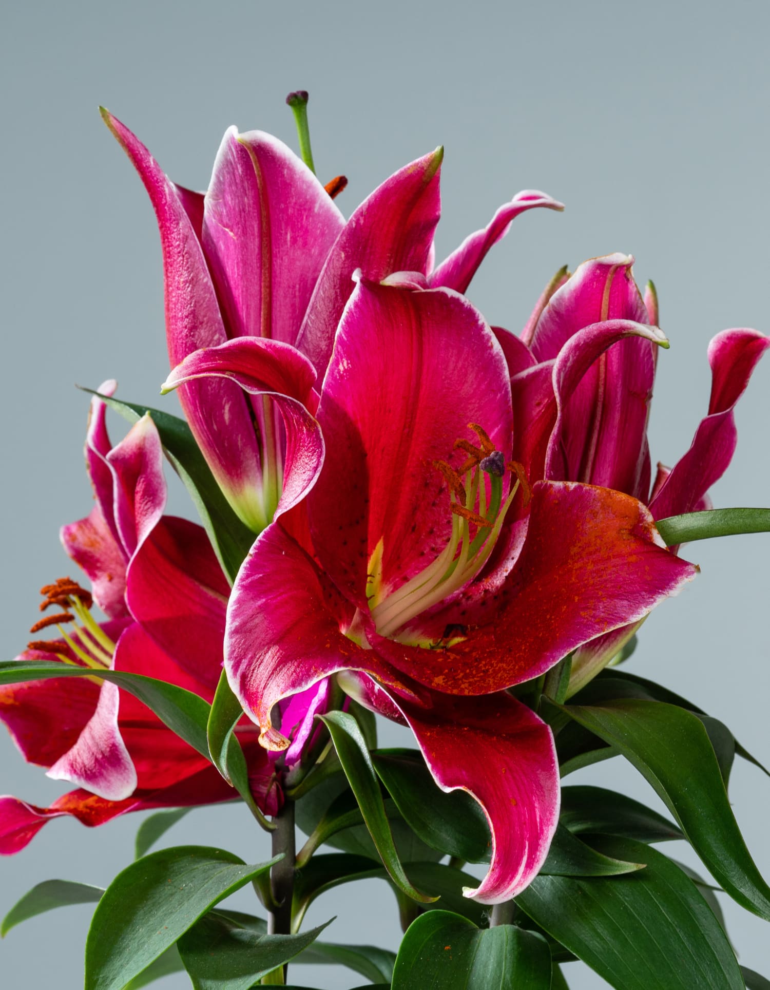 Pinke Blumen