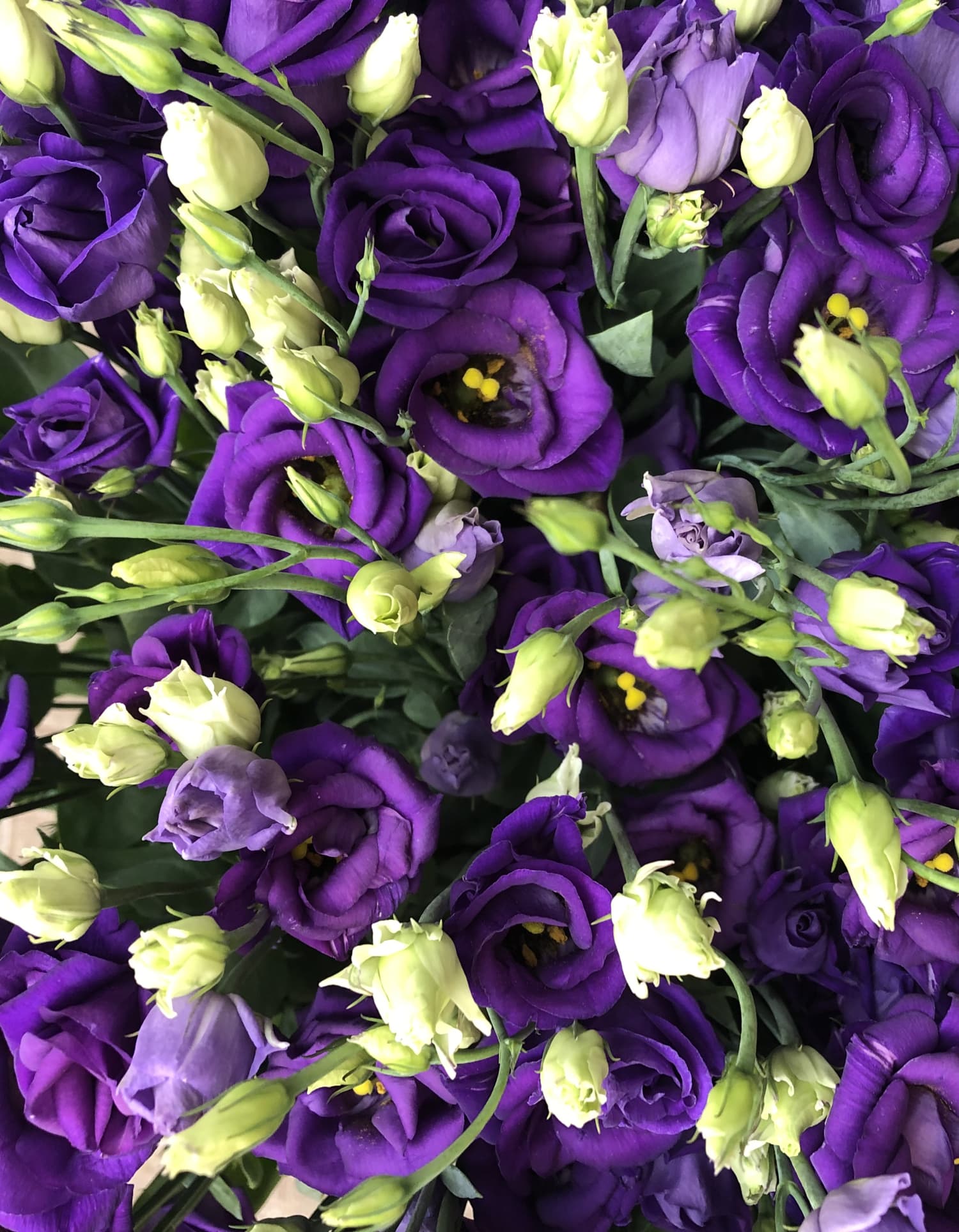 Lila Blumen