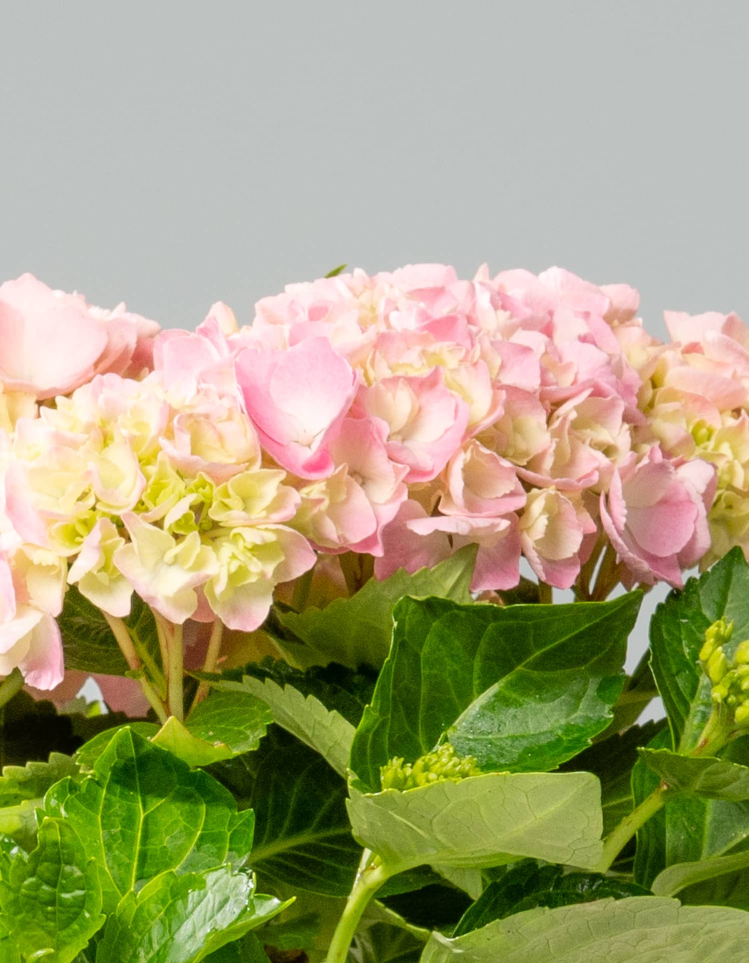 Hortensie