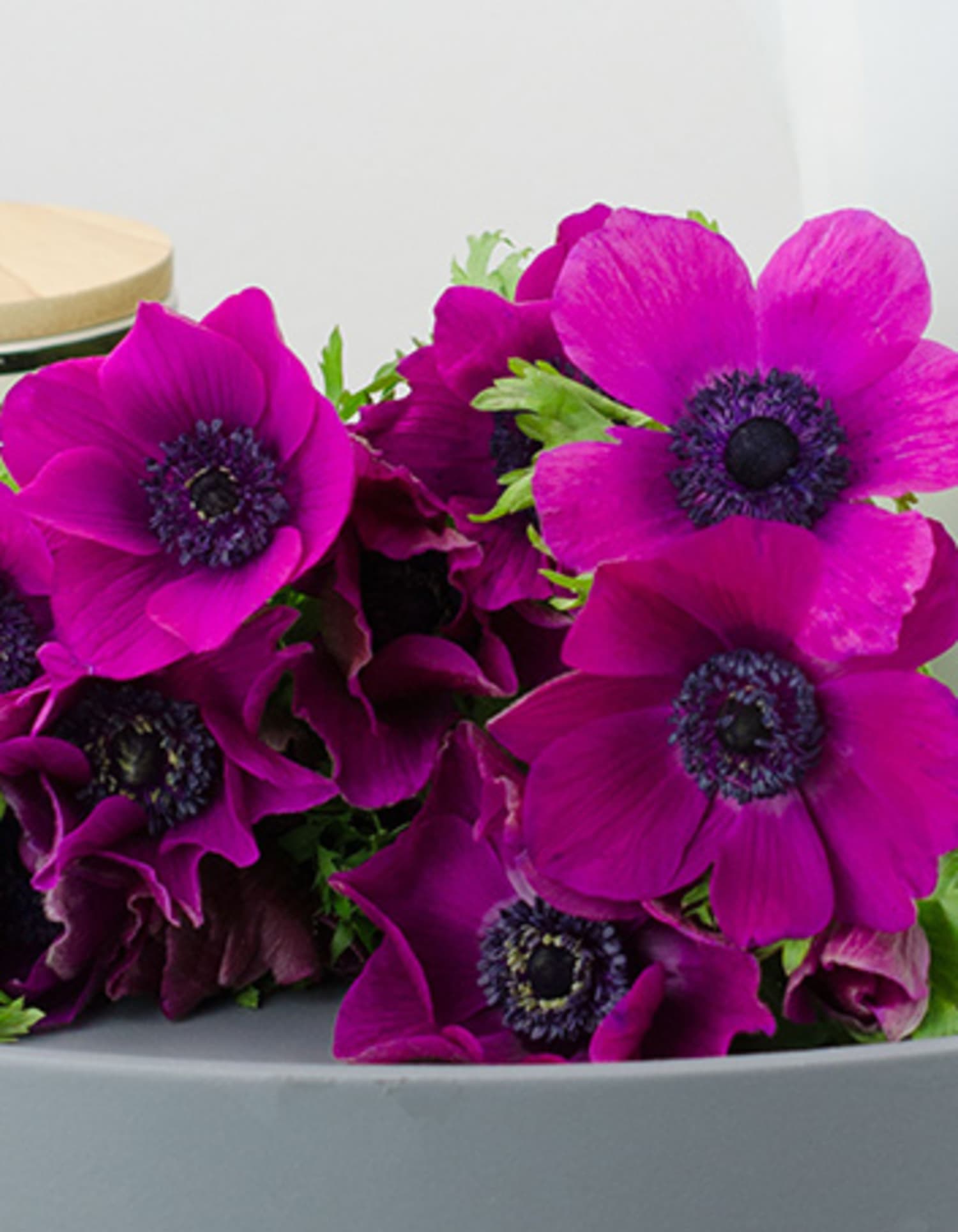 Anemone