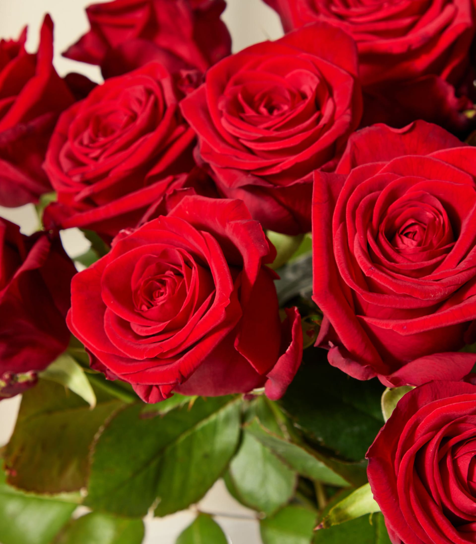Ein großer Strauß leuchtend roter Rosen, gehalten von einer Person in einem schwarzen Pullover vor einem schlichten weißen Hintergrund.