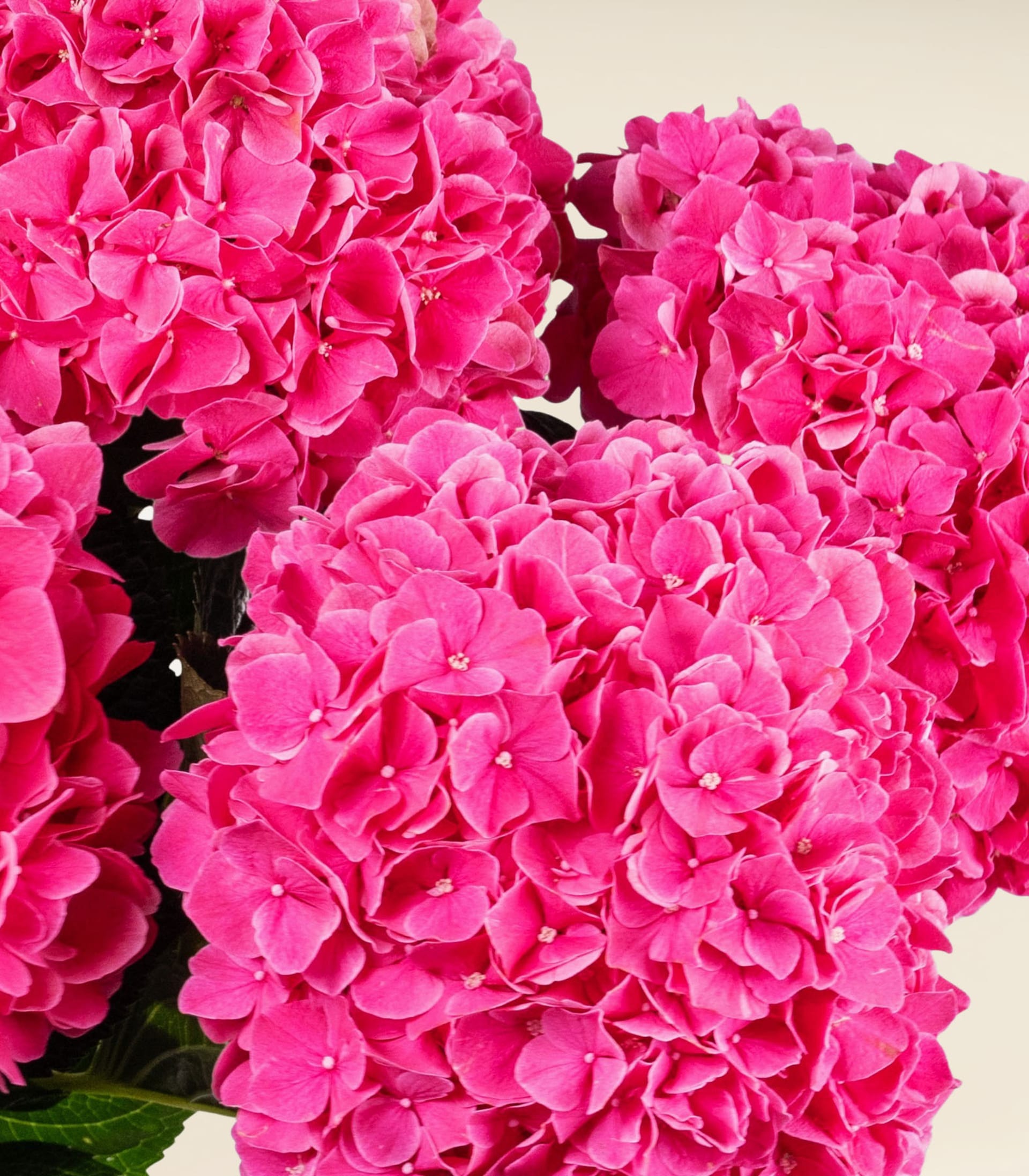 Ein lebendiger Strauß üppiger, rosa Hortensienblüten vor einem schlichten, hellen Hintergrund.