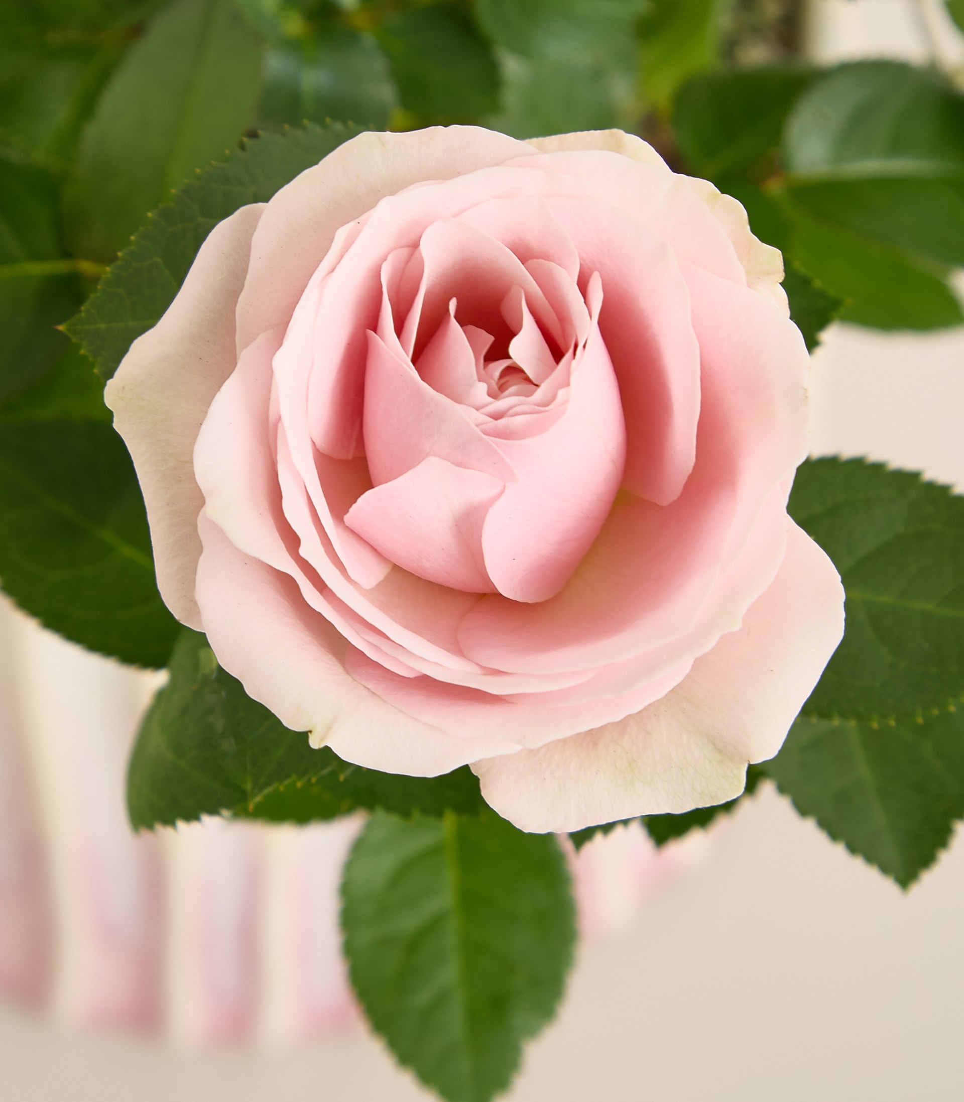 Das Bild zeigt eine Nahaufnahme eines Kuchens oder Desserts mit einer strukturierten, cremefarbenen Oberfläche und rosa Tropfen oder Wirbeln, die an den Seiten herunterlaufen und so ein optisch ansprechendes und zartes Erscheinungsbild erzeugen.