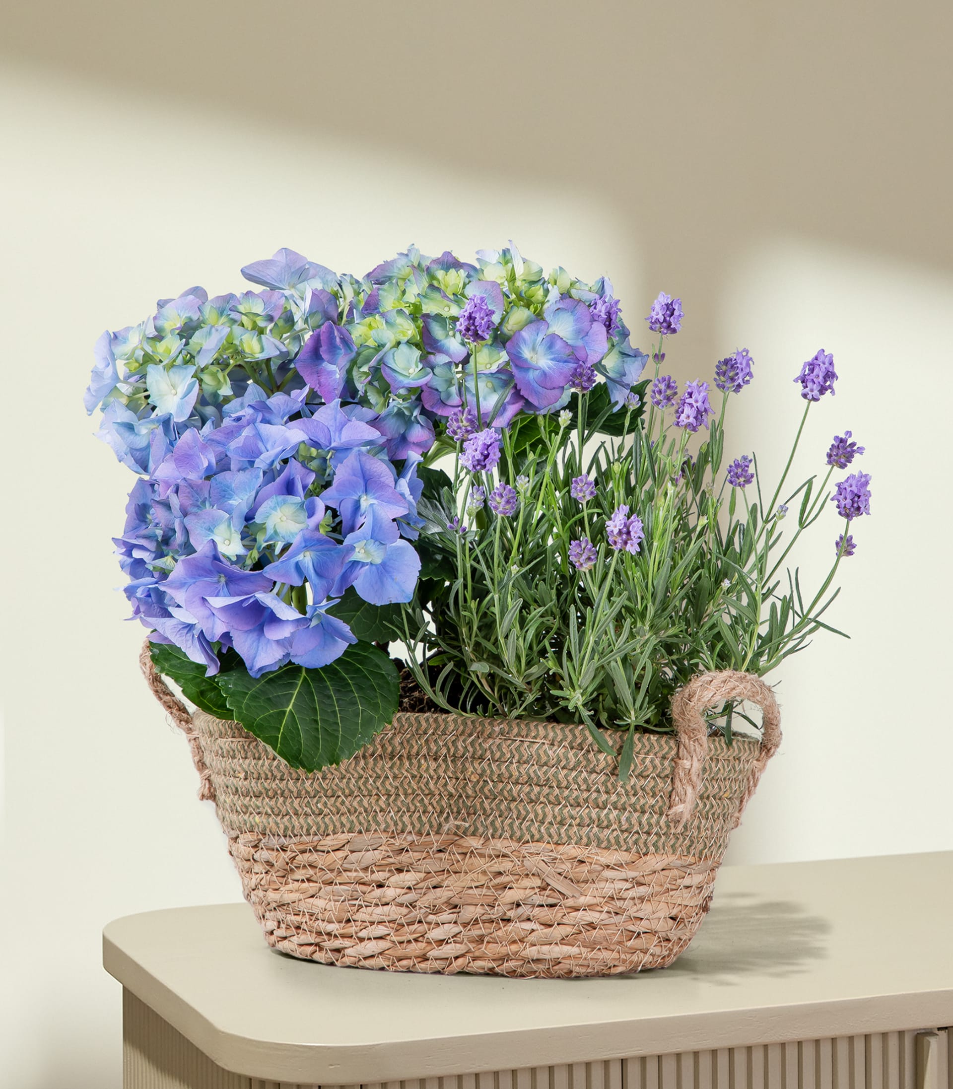 Ein geflochtener Korb, gefüllt mit leuchtend blauen Hortensien und zartem Lavendel, steht auf einem hellen Tisch vor einer sanft beleuchteten, strukturierten Wand.