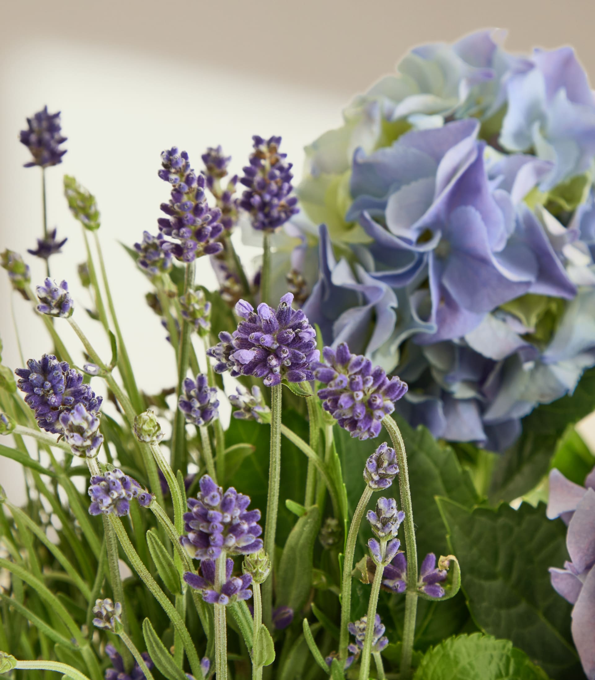 Im Vordergrund füllt ein Strauß violetter Lavendelblüten, im verschwommenen Hintergrund ist eine große, hellblaue Hortensie zu sehen.