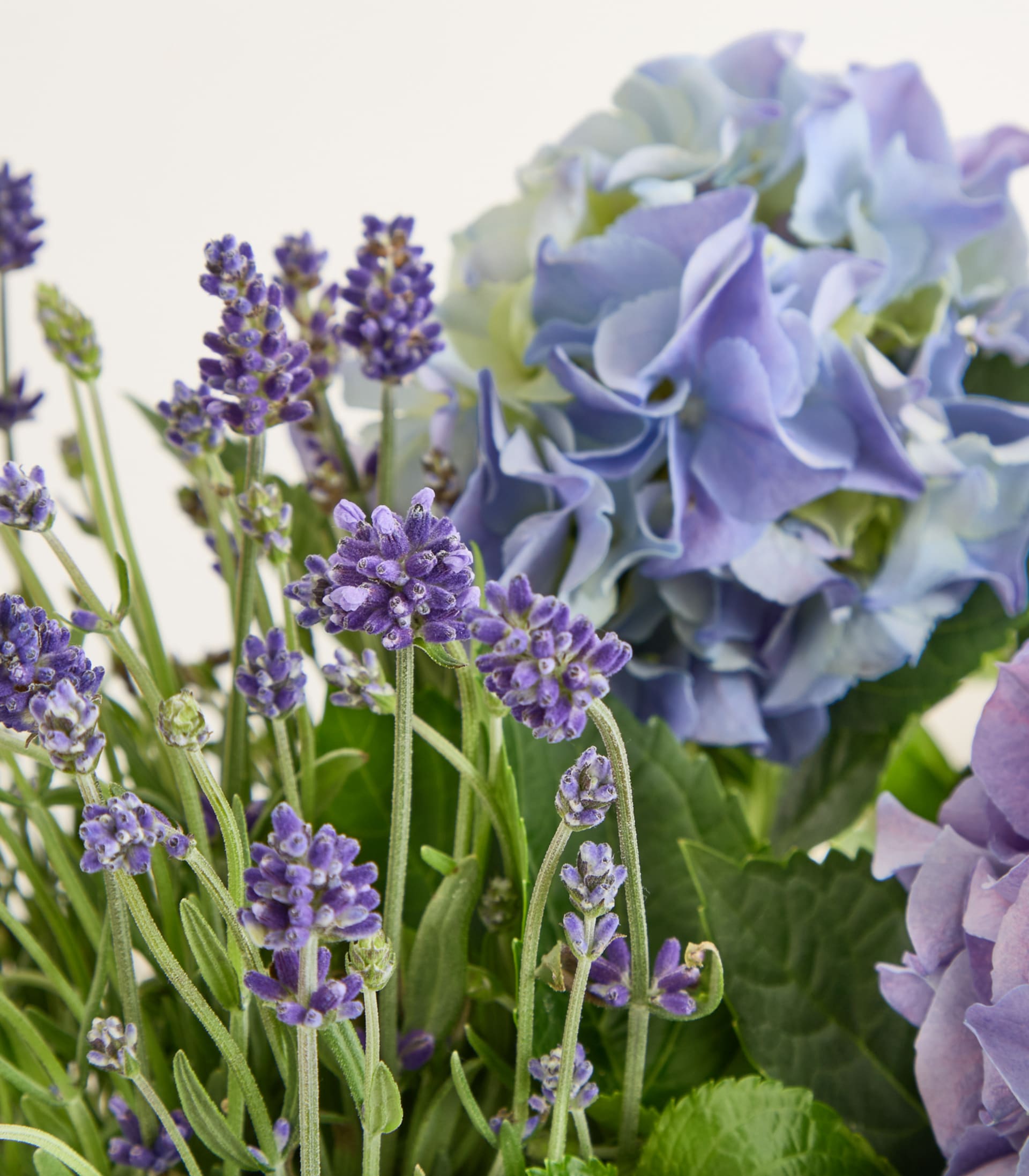 Eine lebendige Blütenpracht aus Lavendel und Hortensien, mit üppigem grünem Laub im Vordergrund und einem weichen, unscharfen Hintergrund.