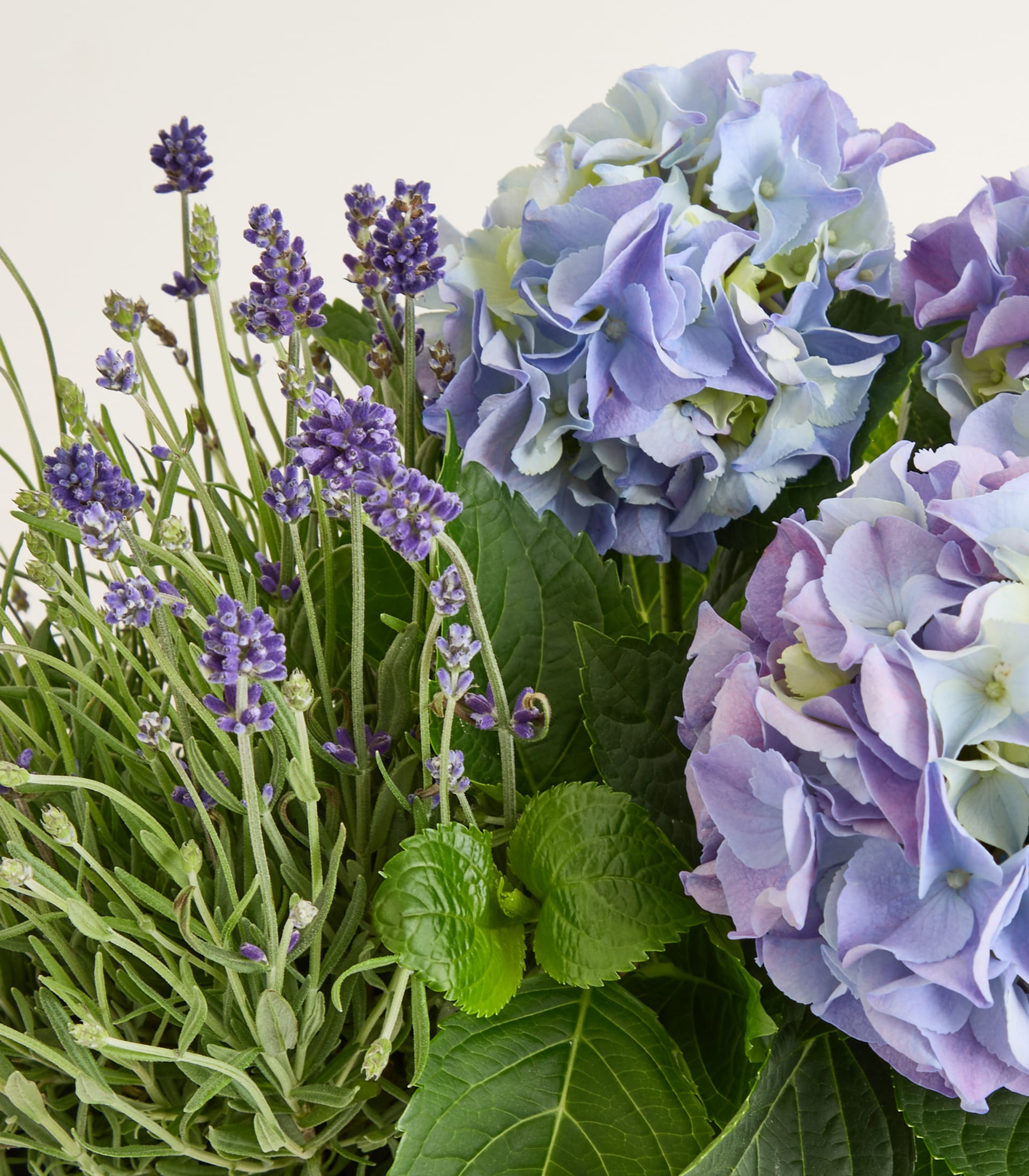 Ein lebendiger Strauß aus Lavendel- und Hortensienblüten vor einem hellen Hintergrund, der eine heitere und natürliche Komposition schafft.