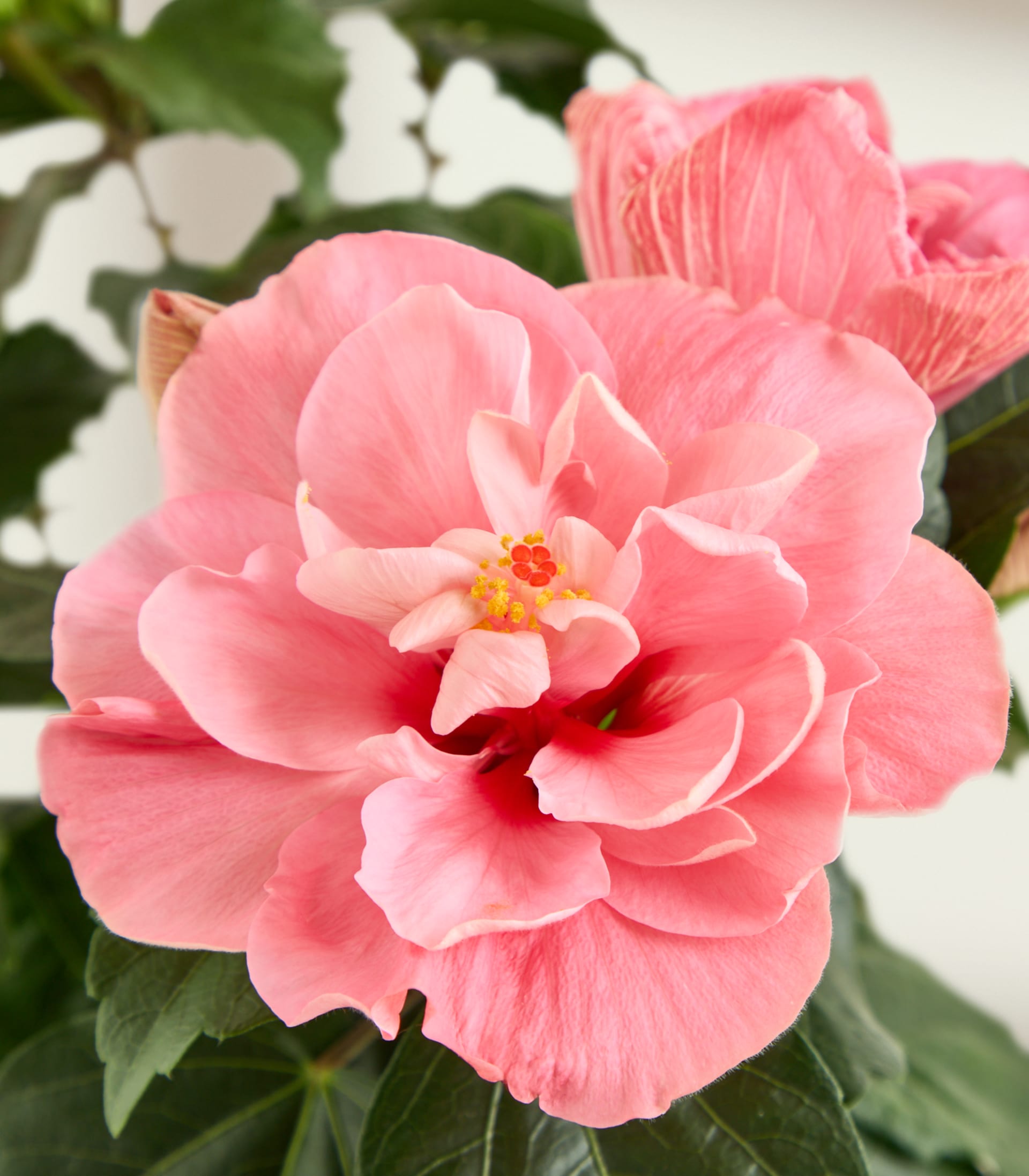 Eine Topfpflanze mit leuchtend rosa, rosenähnlichen Blüten steht auf einem schlichten weißen Hintergrund; ihre üppigen grünen Blätter und farbenfrohen Blüten bilden ein optisch ansprechendes und natürliches Bild.