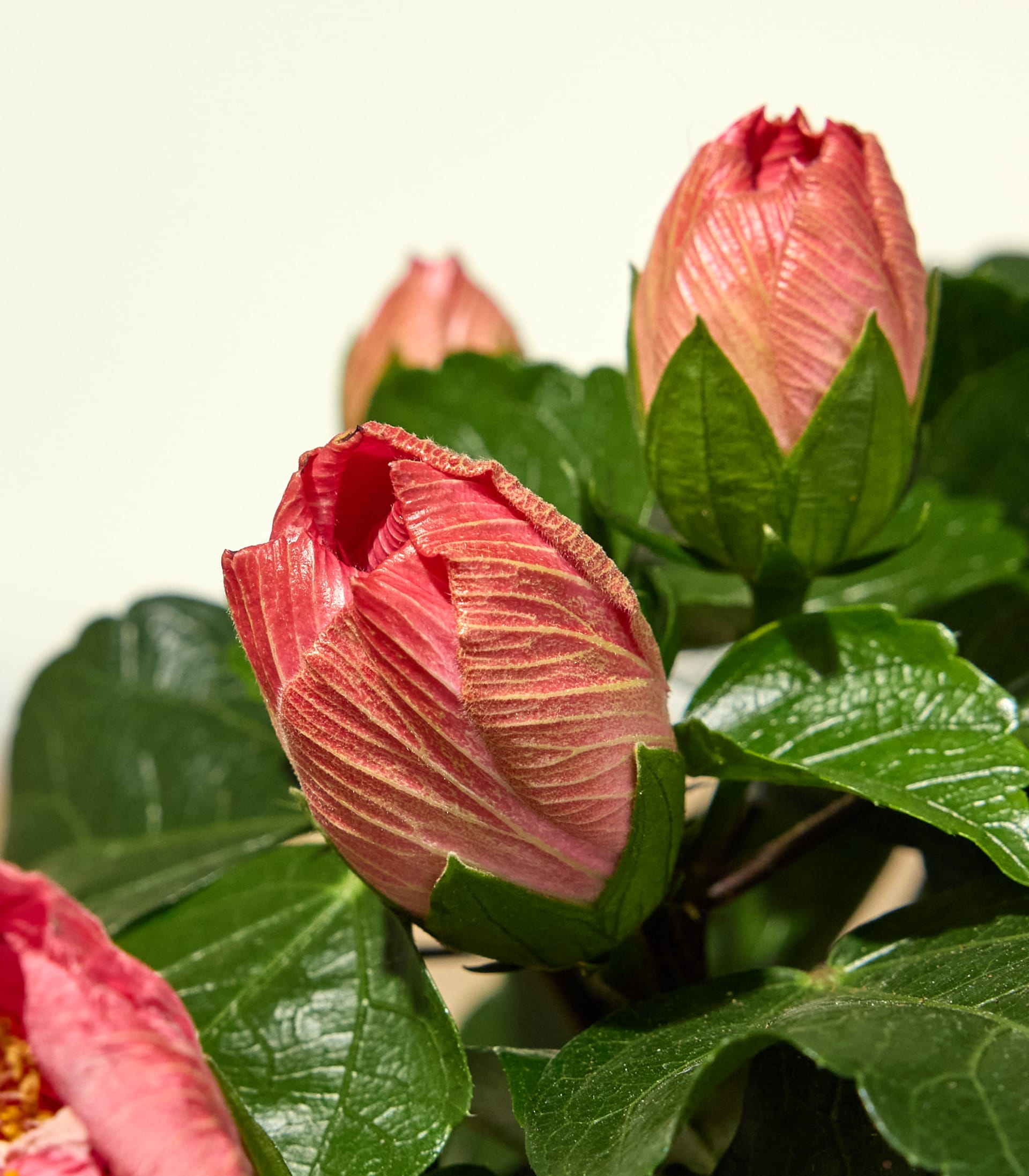 Im Vordergrund sind mehrere rosa Hibiskusknospen mit grünen Blättern vor einem weichen, hellen Hintergrund zu sehen.