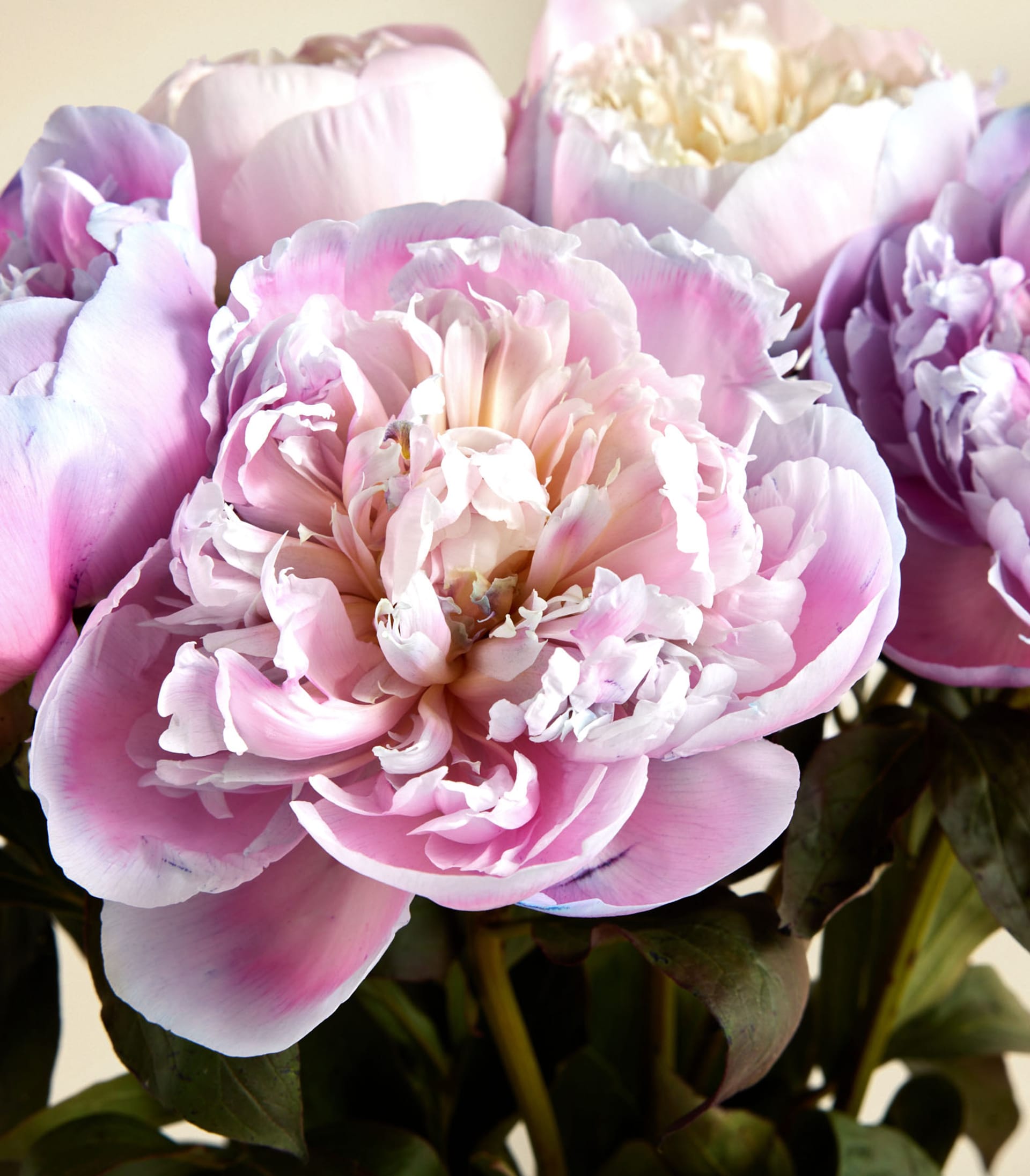Ein Strauß üppiger rosa Pfingstrosen in einer grünen Glasvase steht auf einer Holzoberfläche vor einem schlichten weißen Hintergrund, und eine Hand greift hinein, um die Blumen zurechtzurücken.